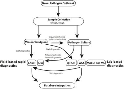 Diagnosing Emerging Fungal Threats: A One Health Perspective